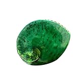13-15cm Grüne Abalone Muschel Große Natürliche Abalone Muscheln ，Natürliche Seltene Echte Muschel Muschel Home Aquarium Marine Dekoration DIY Handwerk Handgemachte Muschel Für Home Office Decor
