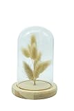 HEITMANN DECO Trockenblumen in Glasglocke, Natur, 9x9x20 cm