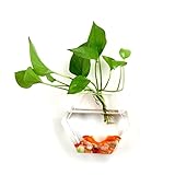 Generic Hydrokultur-Vase, Wandbehang, Glas-Blumenvase, platzsparend dekorieren B