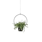Indoor Hängende Pflanzer mit Verstellbarer Kette, Moderner Wand- und Decken-Pflanzenhalter Blumentopf, für Kleine Saftige Kaktus-Kräuter-Luft-Pflanze (Töpfe Enthalten)