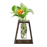 Mikiwon Pflanzen-Terrarium Desktop Glas Pflanzgefäß Reagenzglas Vase mit Trapezförmigem Retro Holzständer, Tischplatte Anzuchtstation für Hydrokulturpflanzen Home Office Hochzeit Dekoration