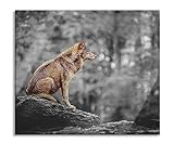 Wolf sitzt auf einem Stein im Herbstwald B&W Detail Herdabdeckplatte & Spritzschutz aus Echtglas | Für Herd-Kochfelder | 60x52 cm