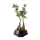 FURUIWUFENG kunstpflanze Künstliche Pflanze Bonsai Moderne Simulation Grünpflanze Bonsai Topf Ornamente Geeignet für Zimmer Porch Bürodekoration Artificial Plants