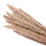 Künstliche und getrockneten Blumen 15 PC Getrocknete Kleines Pampasgras Phragmites Communis Dekoration for Home Store Hochzeit (kostenlos kleines Geschenk) (Color : Beige)