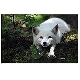 DIY Diamant Painting Bilder,5D Diamond Painting,Strass Leinwand Kreuzstich Stickerei Malen nach Zahlen Diamond Art Painting für Schlafzimmer Büro Wand Dekoration Weißer Fuchs Square Drill,50x70cm
