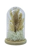 HEITMANN DECO Trockenblumen in Glasglocke, Natur/weiß, ca. 12x12x20 cm