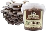 Bio Austernpilz Substratbrut - Pilze selber züchten