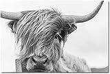 Leinwandgemälde Highland Cow Bild, Schwarz-Weiß Kunst Wandbild, schottisches Fotografie Tier Kuh Poster für Badezimmer Dekor Rahmenlose (70x100 cm)