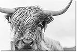 Leinwandgemälde Highland Cow Bild, Schwarz-Weiß Kunst Wandbild, schottisches Fotografie Tier Kuh Poster für Badezimmer Dekor Rahmenlose (70x100 cm)