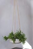 Finestgreen Hängende Pflanzschale Eileen Grau | Hängende Pflanzschale zum bepflanzen | Urban Gardening Pflanzenampel Betonoptik (S Ø:24 H:9 cm)