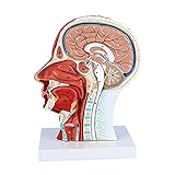 Oberflächliches neurovaskuläres Modell des menschlichen halben Kopfes mit Muskulatur, lebensgroßes anatomisches Kopfmodell Schädel und Gehirn zum Lehren des Lernens, Anzeigewerkzeug für das Lernen von