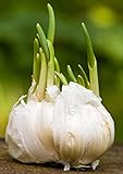 Pflanzknoblauch Winterhart Winterknoblauch Zum Pflanzen Knoblauch Pflanzen Elefanten Knoblauch Gartenpflanzen Geschenke FüR Gartenfreunde Steckknoblauch GemüSepflanzen 4zwiebeln