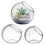 Alipis 3 Stück Glas-Terrarium-Pflanzenhalter, schräg geschnittener Übertopf, transparente Glasvase, Sukkulentenhalter, Tebletop-Dekoration, Süßigkeiten, Obst (8 + 10 + 12 cm)