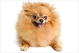 Wallario Premium XXL-Vliestapete Lustiger niedlicher Spitz - Fototapete Größe: 400 x 267 cm