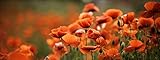 Pro-Art-Bilderpalette Orange Poppies I Glas-Art, bunt, 50 x 125 x 1,4 cm