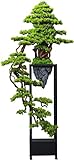 AVIGIS Künstlicher Willkommens-Kiefer-Bonsai-Baum, Realistische Zen-Bonsai-Pflanze, Simulation, Topfpflanze, Begrünung, Dekoration, Veranda, Heimdekoration