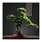 Künstlicher Bonsai-Baum, künstlicher Bonsai-Baum mit Steingartenstein und Keramiktöpfen, künstliche Pflanzen for Zuhause, Büro, Bauernhaus-Dekorationen, hoch, 21,6 Zoll, gefälschte Bonsai-Dekoration
