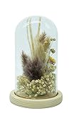 HEITMANN DECO Trockenblumen in Glasglocke, Natur/gelb, 12,5x12,5x20 cm