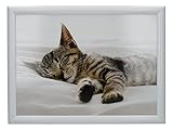 CREATIVE TOPS 'Kitten Schoßtablett mit Kissen, Beanbag gepolstert, 44 x 34cm, Mehrfarbig