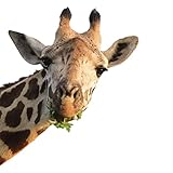 Fenstersticker Fensterfolie statisch haftend Lustige Giraffe - DIN A3 - Kinderzimmer Deko Motiv Afrika Deko Fenster Sticker Aufkleber Tiere Selbstklebend - dv_1138