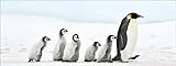 Pro-Art-Bilderpalette Penguin Family Glas-Art, bunt, 50 x 125 x 1,4 cm