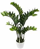 Künstliche Zimmerpflanze Tropenwurz Zamioculcas Glücksfeder im weissen Topf Kunstpflanze Zamiifolia Grünpflanze Kunst Blumen Pflanzen Zamie Zamia Farn Palme Zimmerpalme Farnpalme Dekopflanze Kunstbaum
