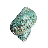 9–12 cm natürliche Muschelschale, poliert, grün, lange Schnecke, Hausdekoration, Garten, Aquarium, Landschaftsdekoration