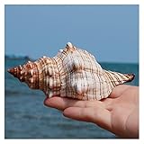 DIY Sukkulenten Conch Flower Aquarium Aquarium Mediterrane Dekoration Micro-Landscape Specimens Crafts Beach Home Decorations Dekoration qiruiwang (Color : A Light Grey, Size : 11-12CM)