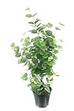 Topfpflanze 'Eukalyptus'