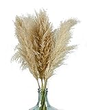 Kesign Pampasgras groß und fluffig - 5 Stück Trockenblumen 120cm - Deko Wohnzimmer modern, Vintage Deko, Schlafzimmer Deko, Pampasgras Deko Boho, Pampasgras XXL beige - DER Blickfang für die Wohnung