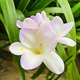 10Stück Freesienzwiebeln Gartenblumenzwiebeln exotische Sorten von Gartenblütenpflanzen wunderschöne Zierblumensorten frische und schöne Farben