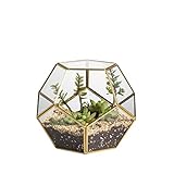 NCYP Handmade Blumentopf Gold Messing Tischplatte Geometrische Pentagon Kugelform Offenes Terrarium für Farn Moos Sukkulente Luft Pflanzenhalter Glas Display Pflanzgefäß (Keine Pflanzen enthalten)