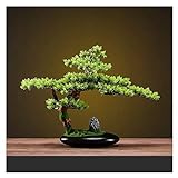 Künstlicher Bonsai-Baum künstlicher japanischer Bonsai-Baum im ovalen schwarzen Keramiktopf, 42,9 cm hoch dekorative Kunstpflanzen Gefälschter Bonsai-Baum Künstliche Pflanzen Dekor (Farbe: Gold)