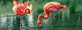 Pro-Art gla1134o Wandbild Glas-Art 'Flamingo I' 125 x 50 cm