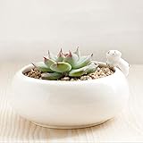 HASMI Blumentöpfe Pflanze Pflanzen Schutz Topfinnen mit Drainageloch Blumentopf Office Desktop Kleine Bonsai Breathable Ceramic Saftige Blumentopf Pflanzkübel