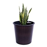 DbHFgjMN Hochbeete Pflanzgefäß Gartenbeet Kit Blumenkasten Pflanzkübel Blumenkübel Übertopf rund konisch Polyrattan 26x26x24cm Coffee braun für Gemüse, Obst, Kräuter, Blumen und Pflanzen
