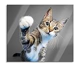Neugierige Katze vor blauem Hintergrund B&W Detail Herdabdeckplatte & Spritzschutz aus Echtglas | Für Herd-Kochfelder | 60x52 cm