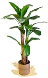 Künstliche Banane, hergestellt mit den besten Materialien, ideal für die Inneneinrichtung, künstliche Pflanze (180 cm)