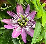 Fangblatt - Passiflora 'Victoria' - rosa Passionsblume im Ø 12 cm Topf am Spalier - atemberaubende Blüten - exotische Pflanze für Balkon/Terrasse