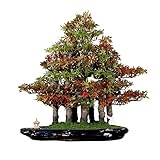 TONPOP Künstlicher Bonsai-Baum, künstlicher Bonsai-Baum, grün, große Dekoration, Simulation, Willkommenskiefer, Bonsai-Baum, Büro, Wohnzimmer, Desktop-Dekoration, kün