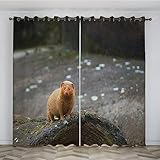 SJSXWQN Vorhang Graues ErdmäNnchen Gardinen mit Ösen Vorhang Blickdicht Thermo Verdunklungsvorhänge Schiebegardinen für Schlafzimmer Wohnzimmer H 260 x B 140 cm 2er Set