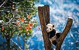 Jigsaw Puzzles 300 Pieces for Adults and Kids Lovely Panda Bear Cub On Tree Wooden Jigsaw Puzzles for Home Decoration38*26cm