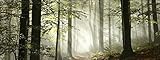 Pro-Art-Bilderpalette Forest Feeling I Glas-Art, bunt, 50 x 125 x 1,4 cm