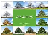 Die Buche: Jahresplaner 2023 (Wandkalender 2023 DIN A3 quer), Calvendo Monatskalender