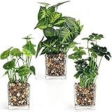BELLE VOUS Künstliche Pflanzen aus Plastik mit Durchsichtigen Glastöpfen (3 STK) Kunstblumen im Topf für Pflanzen Deko im Innen- und Außenbereich für Zuhause, Garten, Hochzeits- & Bürodekoration