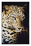 andiamo moderner Teppich Tiger Leopard, Kurzflor, Tiermotiv Digitaldruck, Designteppich für Schlafzimmer Wohnzimmer Kinderzimmer, Farbe:Leopard, Größe:100 x 150 cm