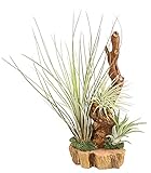 Dehner Tillandsien Arrangement auf Wurzelbaum, 3 x Bromeliengewächs, 20-30 cm, Zimmerpflanze