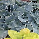 Rhizome Weiße Hosta White Feather, Winterharte Gartenpflanzen für Viele Jahre,Hosta Pflanze,Garten Samen,Blumen Deko für Garten und Balkon-10 zwiebeln