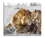 Schmusendes Löwenpaar in der Steppe B&W Detail Herdabdeckplatte & Spritzschutz aus Echtglas | Für Herd-Kochfelder | 60x52 cm