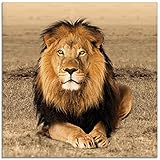 ARTland Glasbilder Wandbild Glas Bild einteilig 30 x 30 cm Quadratisch Afrika Safari Tiere Löwe Savanne Natur Porträt T5RJ